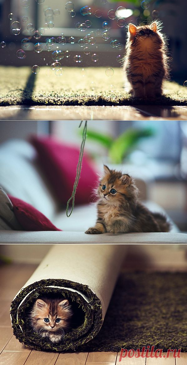 Котёнок-очаровашка (смотреть фото)
