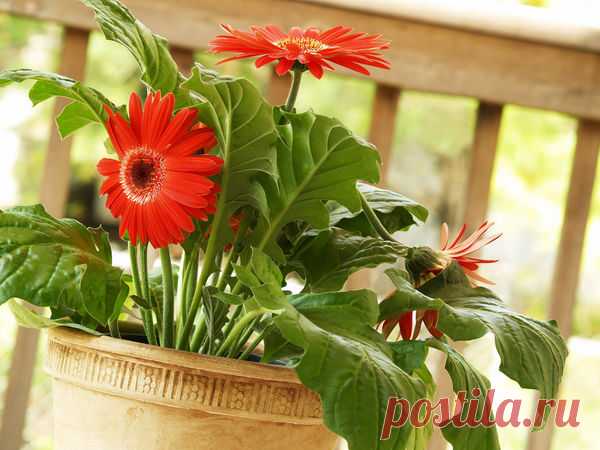 15 комнатных растений, улучшающих воздух