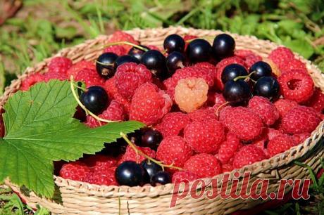 В ДЕСЯТЬ РАЗ БОЛЬШЕ УРОЖАЙ МАЛИНЫ, В ДВА - СМОРОДИНЫ