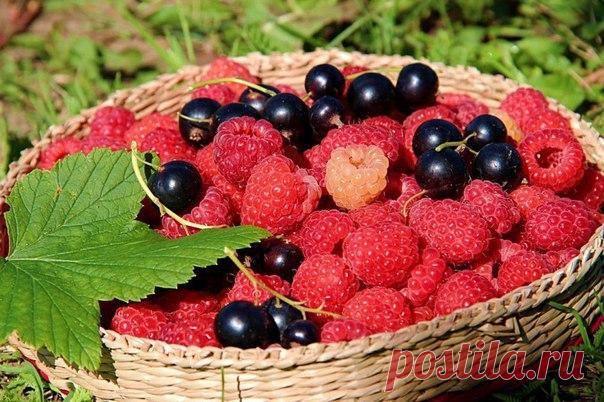 В ДЕСЯТЬ РАЗ БОЛЬШЕ УРОЖАЙ МАЛИНЫ, В ДВА - СМОРОДИНЫ