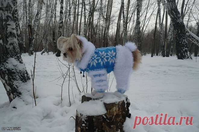 Для любимцев своими руками. : Собаки и мы - Страница 15 - Форум zverushki.tomsk.ru