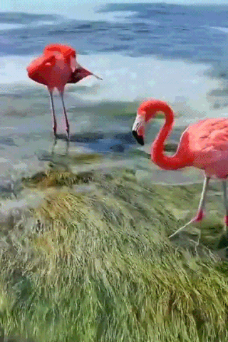 Фламинго