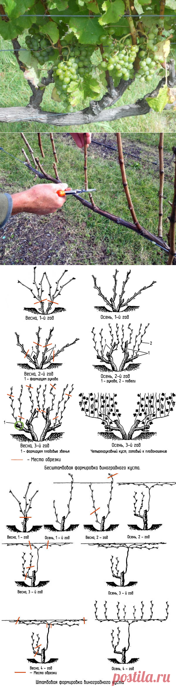 Виноградная лоза должна страдать. Обрезка и формирование. Схемы и фото - Ботаничка.ru
