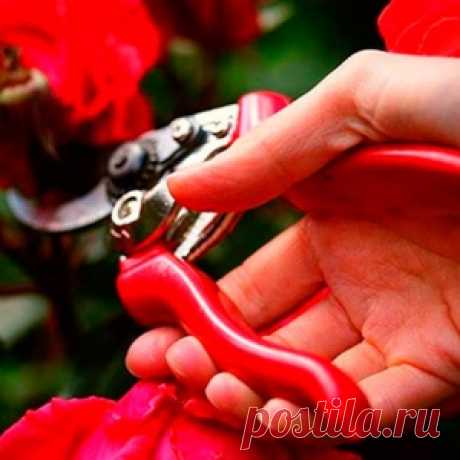 Готовим розы к зиме – 13 полезных советов для начинающих цветоводов!