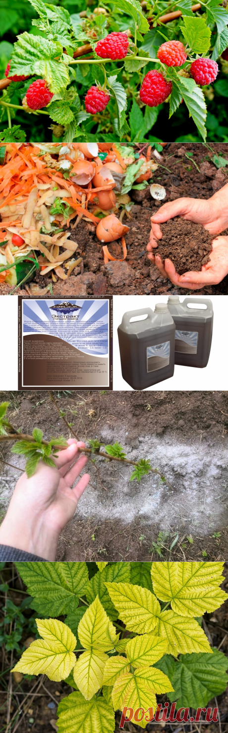 Подкормка малины в разное время года удобрения для малины