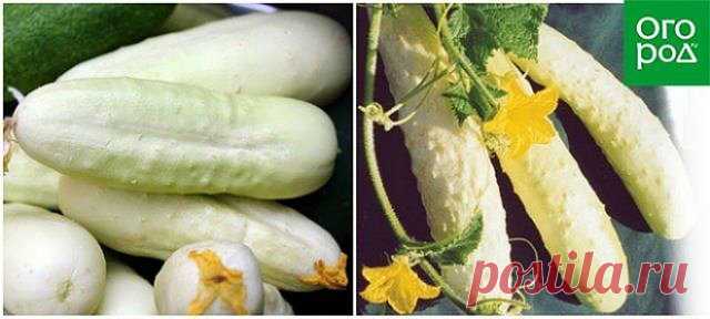 Как приручить Китайского змея – раскрываем секреты выращивания китайских огурцов | Огурцы (Огород.ru)