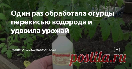 Один раз обработала огурцы перекисью водорода и удвоила урожай Перекись водорода — не только аптечный препарат для обработки ран, но и удобрение для огурцов. С его помощью можно в значительной степени увеличить количество плодов. Сегодня я расскажу, как обработать огурцы перекисью водорода, чтобы удвоить урожай.
Польза препарата
Давно установлено, какую пользу приносит огурцам перекись водорода. Она помогает растению быстрее расти и активно формироваться завя