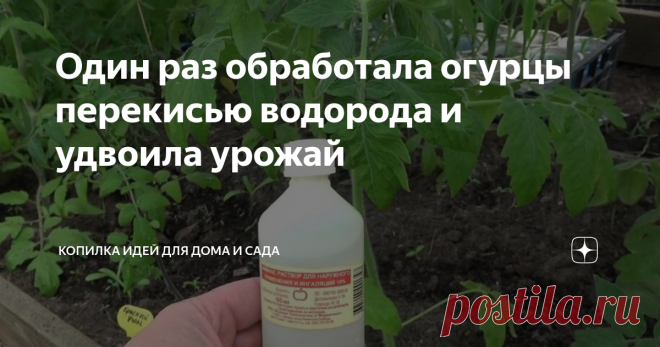 Один раз обработала огурцы перекисью водорода и удвоила урожай Перекись водорода — не только аптечный препарат для обработки ран, но и удобрение для огурцов. С его помощью можно в значительной степени увеличить количество плодов. Сегодня я расскажу, как обработать огурцы перекисью водорода, чтобы удвоить урожай.
Польза препарата
Давно установлено, какую пользу приносит огурцам перекись водорода. Она помогает растению быстрее расти и активно формироваться завя