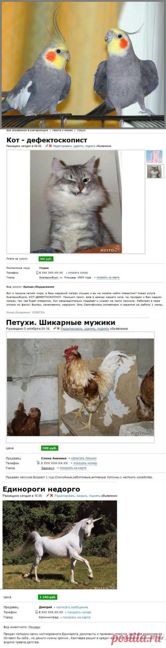 Как продать животных на Авито / Писец - приколы интернета