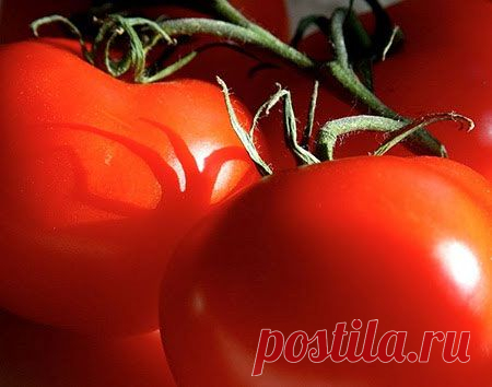Садоводство: Как вырастить помидоры — агротехника