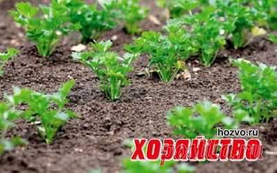 Стрелы луковые и стебли морковные