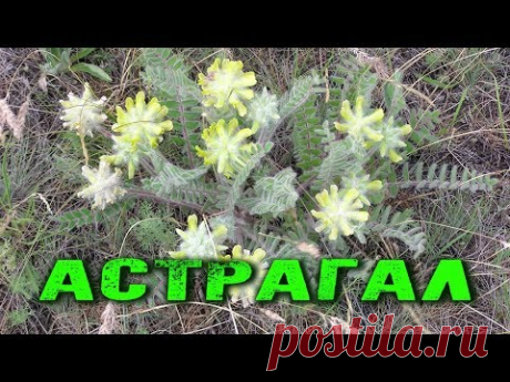 АСТРАГАЛ - трава ЖИЗНИ, засекреченная Сталиным