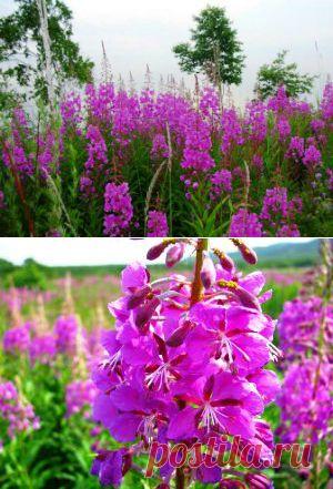 (+1) тема - Иван-чай. Кладовая полезных свойств на наших огородах | 6 соток