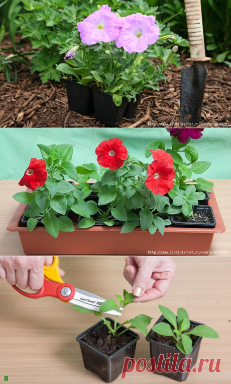 Посев петунии на ... снег