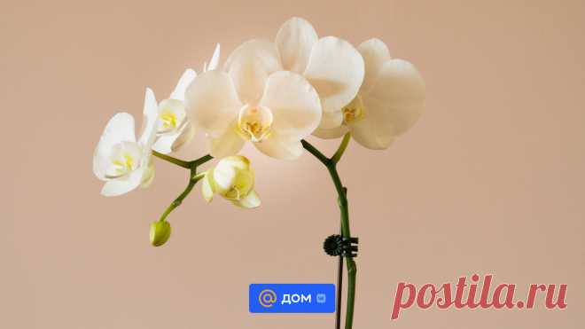 Это красиво: 6 комнатных растений, которые цветут осенью Азалия, цикламен и орхидея рассказываем, какие домашние растения скрасят осень красивым цветением.