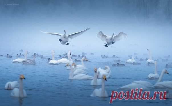 «Танцы над водой» Автор фото с озера Светлое (Алтай) – Александр Кукринов: nat-geo.ru/community/user/169085