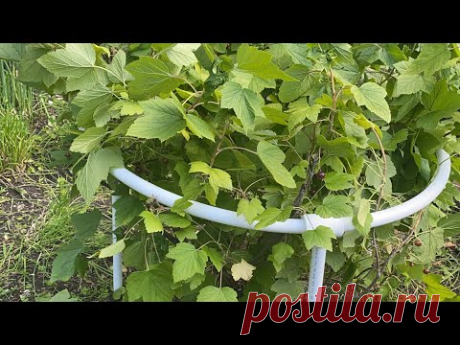 Опора для смородины и других кустов