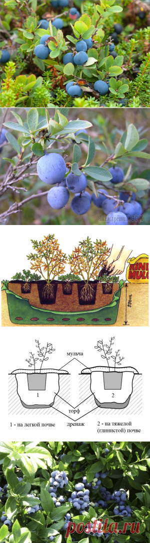 Выращивание голубики на даче — секреты и советы