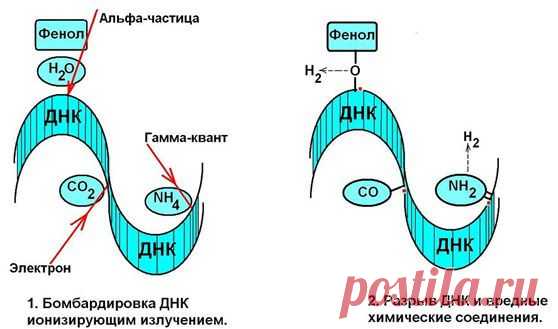 Почему человек стареет?