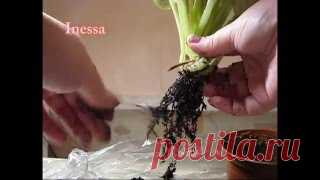Как посадить листья фиалки (укоренение). How to put a sheet of Saintpaulia (flowers).. Уроки вязания на видео