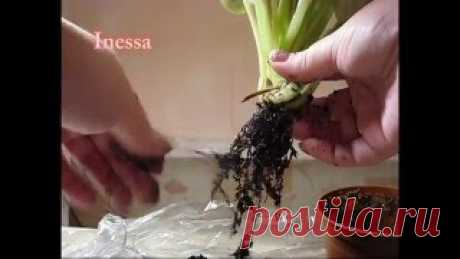Как посадить листья фиалки (укоренение). How to put a sheet of Saintpaulia (flowers).. Уроки вязания на видео