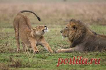 Туристы оказались в ловушке львов во время сафари в Африке и попали на видео