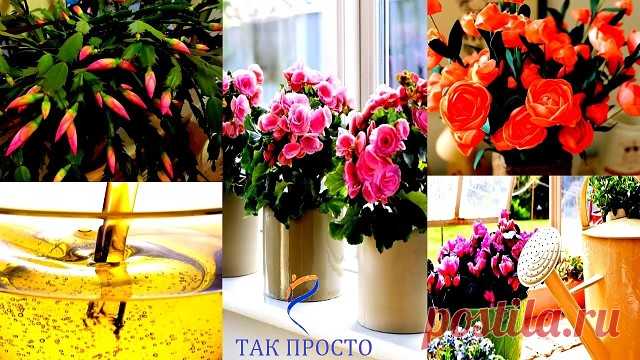 (3) Одноклассники