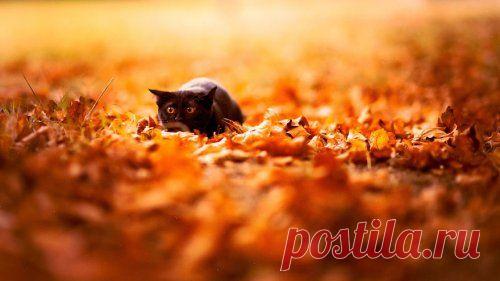 Животные и осень