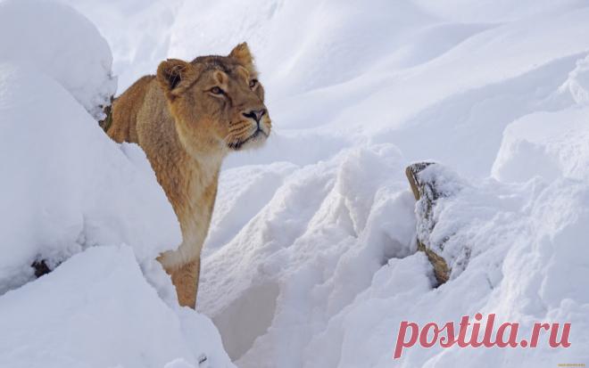 Скачать обои животные, львы, львица, снег, зима, хищник из раздела Животные, в разрешении 2880x1800