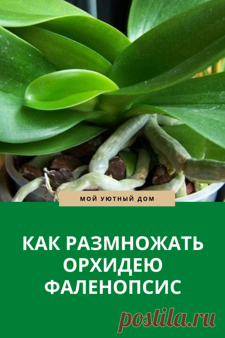 Советы как размножить орхидею