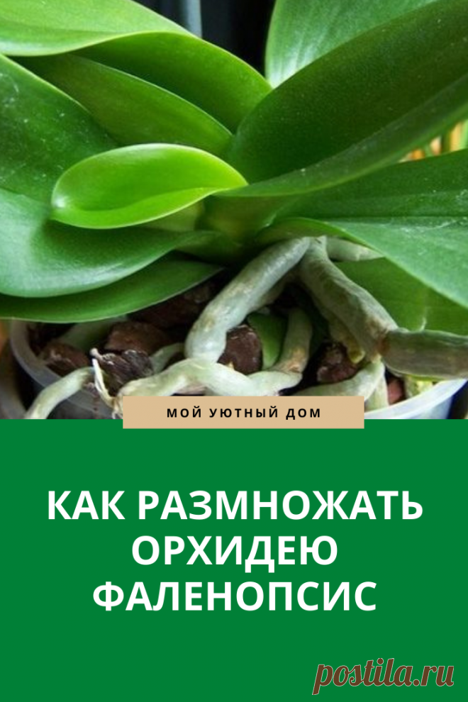 Советы как размножить орхидею