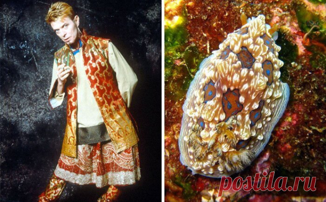 Дэвид Боуи - моллюск! И мы вам это сейчас докажем