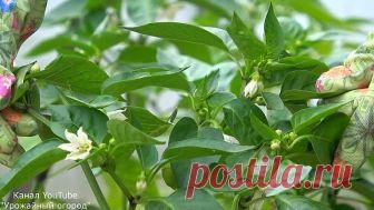 ВСЕ В ШОКЕ!ПЕРЕЦ БУДЕТЕ СОБИРАТЬ ЯЩИКАМИ ЕСЛИ СДЕЛАЕТЕ ЭТО!