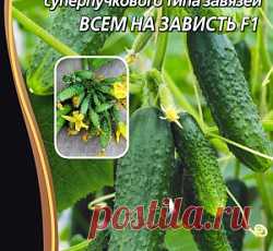 Огурец Всем на зависть F1 семена - низкая цена, описание, отзывы, продажа