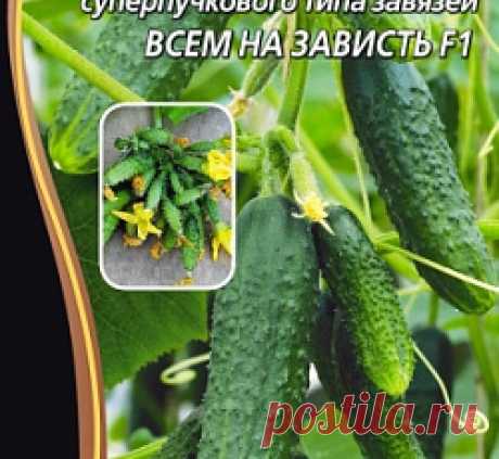 Огурец Всем на зависть F1 семена - низкая цена, описание, отзывы, продажа