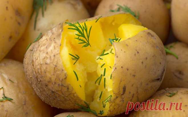 Увидели, как на Кубани отваривают картофель в мундире, с чесноком и укропом: чистится за секунды • Сияние Жизни