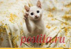 Животные, которые наслаждаются волшебством осени / Surfingbird - проводи время с пользой для себя!