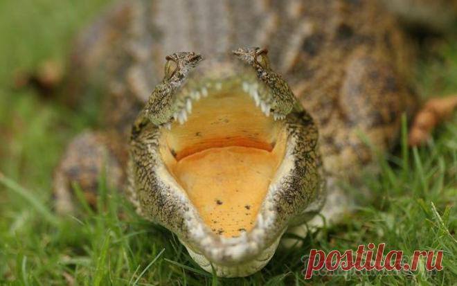 10 хладнокровных убийц из мира животных