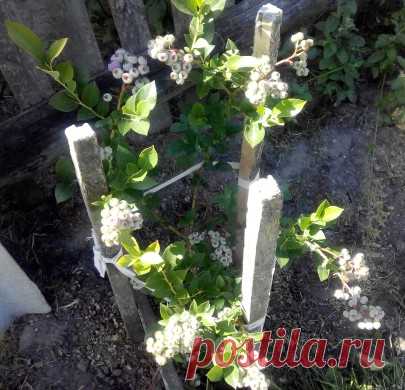 Обрезка голубики садовой - Голубика в Беларуси
