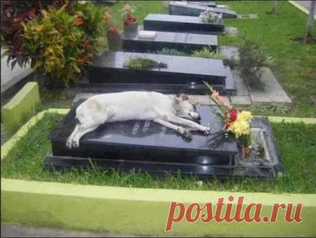 20 фото, которые заставляют полюбить жизнь  .            ПРЕДАННОСТЬ
