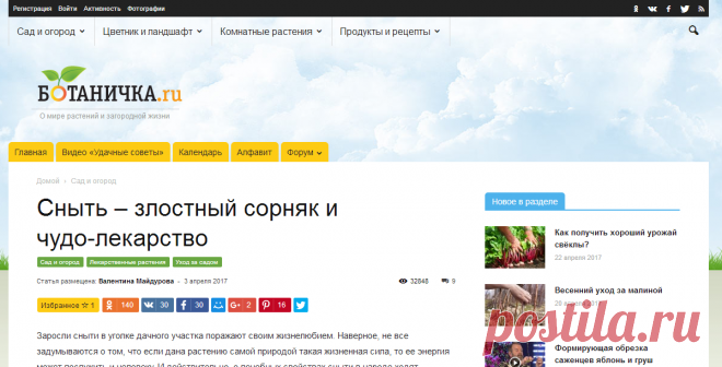 Сныть – злостный сорняк и чудо-лекарство. Борьба со снытью на участке. Фото - Ботаничка.ru