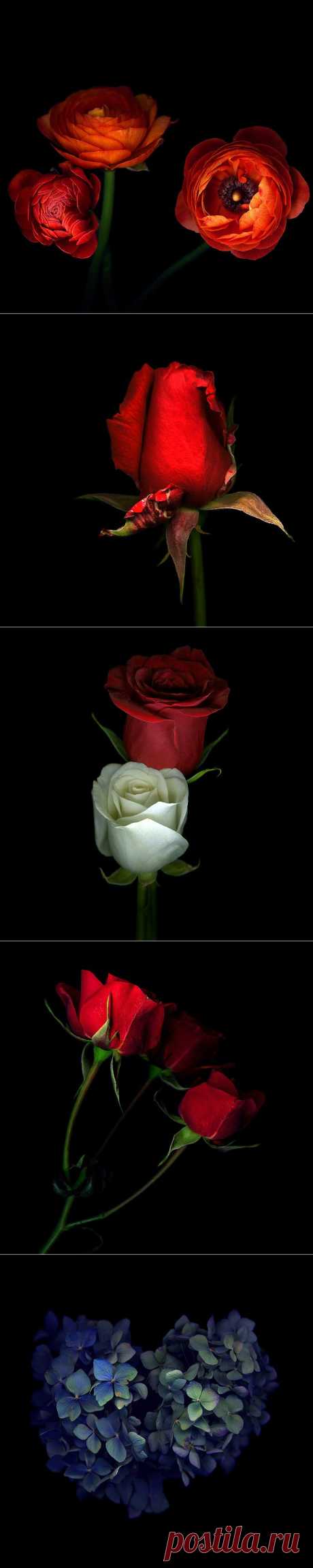 Красота на черном фоне..