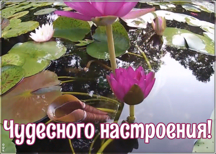 Открытка хорошего настроения сегодня и всегда