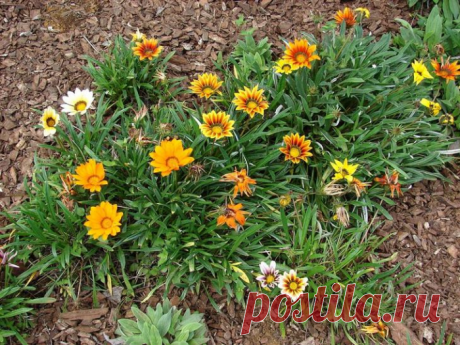 10 роскошных цветов для песчаных почв