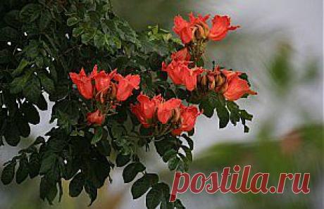 Африканское тюльпановое дерево