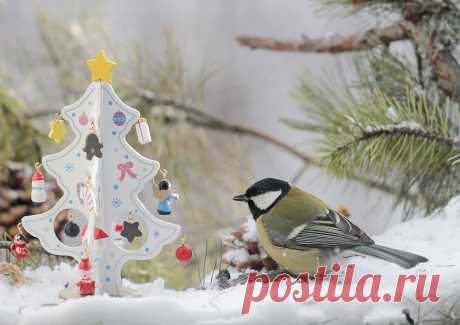 птицы | Записи с меткой птицы | Дневник красавицу_видеть_хотите