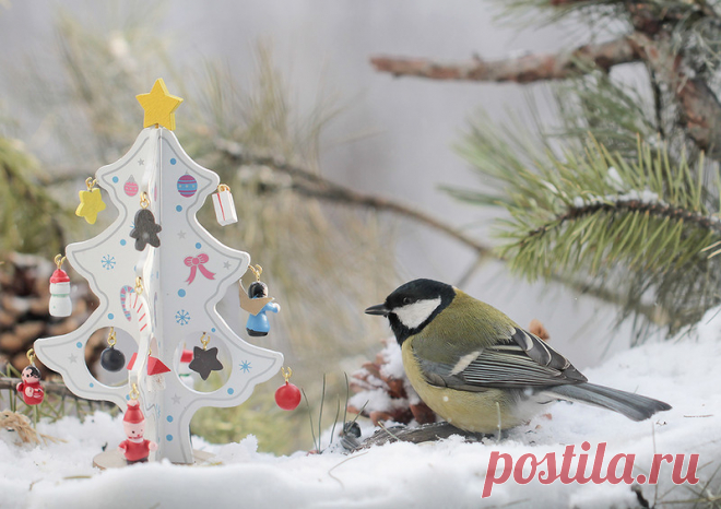 птицы | Записи с меткой птицы | Дневник красавицу_видеть_хотите