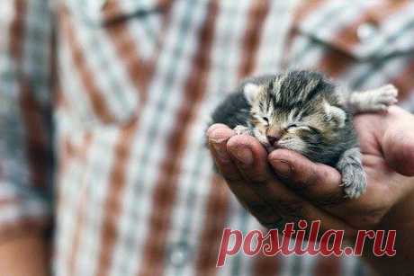 Бог создал Кошку для того, чтобы у человека был Тигр, которого можно погладить...