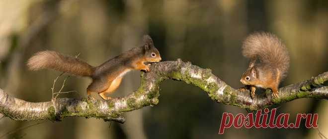 Red Squirrel Red Squirrels really don't enjoy company most of the time so its not often I catch two in one shot