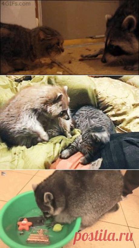 Господи, если ты есть, храни енотов